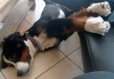 D Zeus De La Spa De Marlioz Loupgris